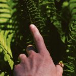 A hand of a person on beautiful green leaves in a forest